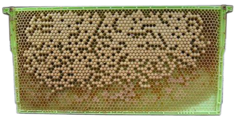 A green drone comb frame with visible honey comb structure. This honey comb has many caps and is orange-yellow in color.