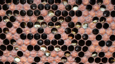 Dead or dying larvae visible inside cells. Several larvae are swollen or twisted in the cells with a sickly yellow color.