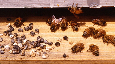 Chalkbrood mummies on the landing board alongside housecleaning bees after being removed by the bees.