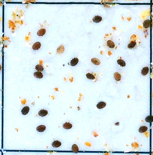 A closeup a sticky board square. Several mites are stuck in the square and it is easy to count them.