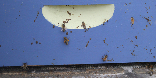 Bees on a blue hive box with fecal matter splattered about. A symptom of nosema, or dysentery caused by a poor diet.