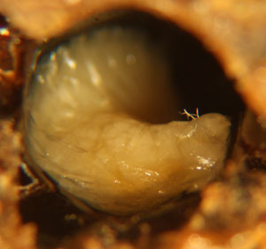 Larvae showing symptoms of EFB Infection. The larvae is a light cream color, but it appears unnaturally twisted in its cell