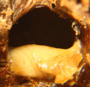 Larvae showing symptoms of EFB Infection. This larvae is bright yellow in color and looks as though it is melting.