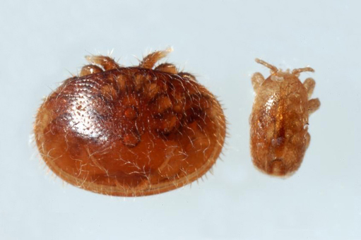 Comparison of a Varroa mite (left) and a Tropilaelaps mite (right). The varroa mite is three times the size of the Tropilaelaps. Both look the same brow red color. The Tropilaelaps mite does not have the same hairiness as the Varroa.