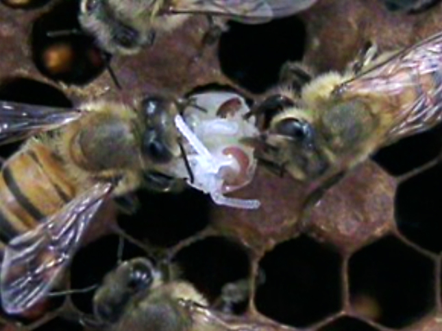Two Hygienic worker bees removing a varroa-infested pupa from its cell. Varroa mites can be seen on the white colored pupa.