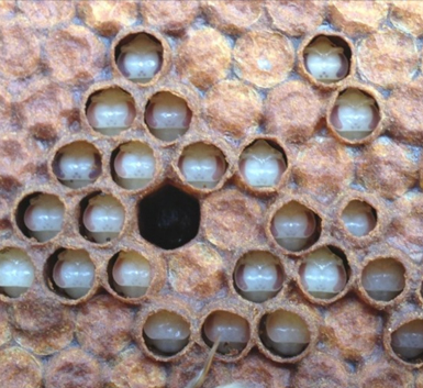 An example of Bald Brood. Several rows of uncapped pupae reveal larvae after worker bees removed wax worms.