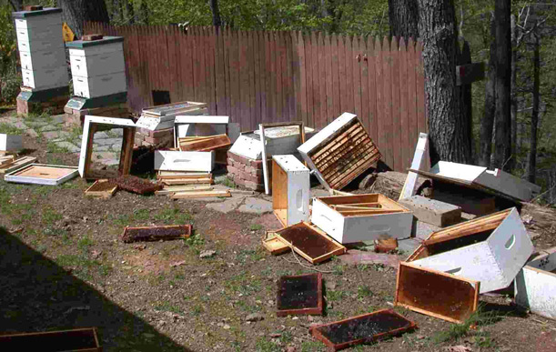 An Apiary damaged by bears. The hives are taken apart with honey comb frames and other hive pieces strewn about the ground.