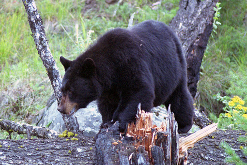 A black Bear walking through a wooded area next to a fallen tree.