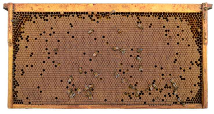 This is a solid brood pattern. The honey comb cells are capped over and is a nice yellow-orange color with few empty cells.