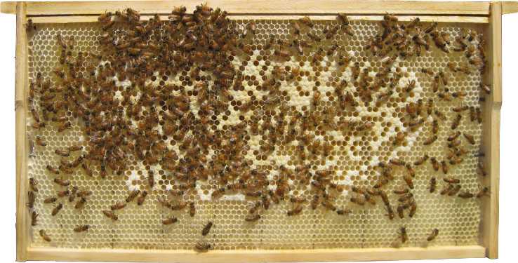 This is a spotty brood pattern showing random, mostly empty cells. The comb is a sickly yellow color.