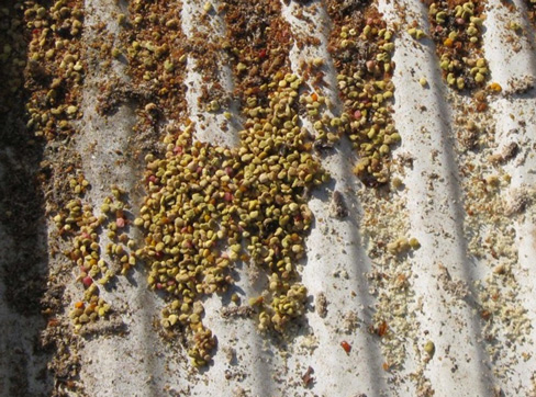 Close up of debris and pollen scattered in oil tray.