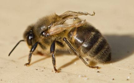 Adult Bee with deformed, twisted wings. This usually suggests a severe varroa mite infestation.