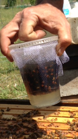 A person's hand holding a homemade varroa sampling device. A mesh cloth is lined inside a clear cup with a lid for shaking.