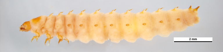 Small Hive Beetle larvae. The larvae are tiny with well developed legs and rows of spines. Around 10mm in length.