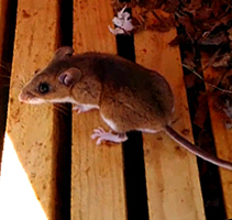 Mouse sitting on wooden slats next to leaves.