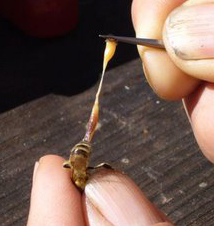 Bee being held by a beekeeper while they use tweezers to remove its midgut for nosema diagnosis.