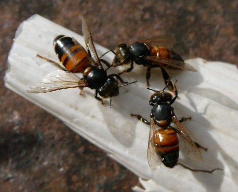 Bees infected with paralysis virus. These bees are darker in color and have a greasy, hairless appearance.