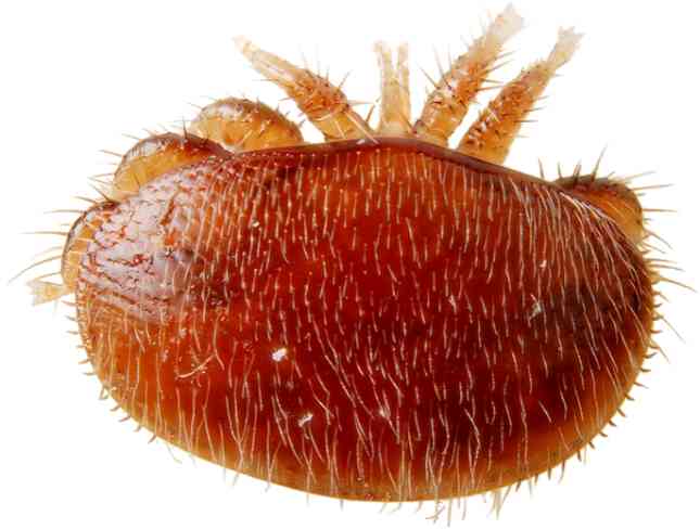 Adult Varroa Mite. Varroa Mites are about 1/16 inches wide and are brownish-red in color with tiny hairs covering their body.
