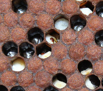 Varroa observed feeding on larvae in open brood cells.