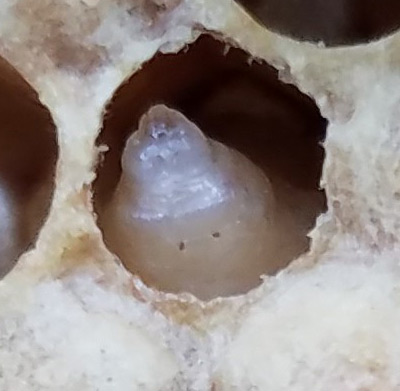 Infected larvae inside a cell that has been chewed open. Larvae has a small head and transitions from gray to a light brown.