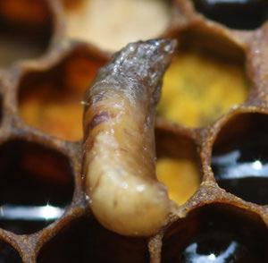 Infected larvae on it's back in a 'canoe' posture. The larvae's color is light brown at the top to dark brown at the bottom.