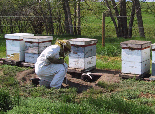 Beekeeper trying to remove a skunk next to beehive boxes. The skunk has dug a small burrow underneath one of the hives.