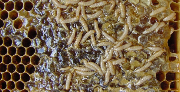 Small Hive Beetle larvae on 'slimed' honey comb. The honey comb is almost black in some areas where the 'slime' is heaviest.
