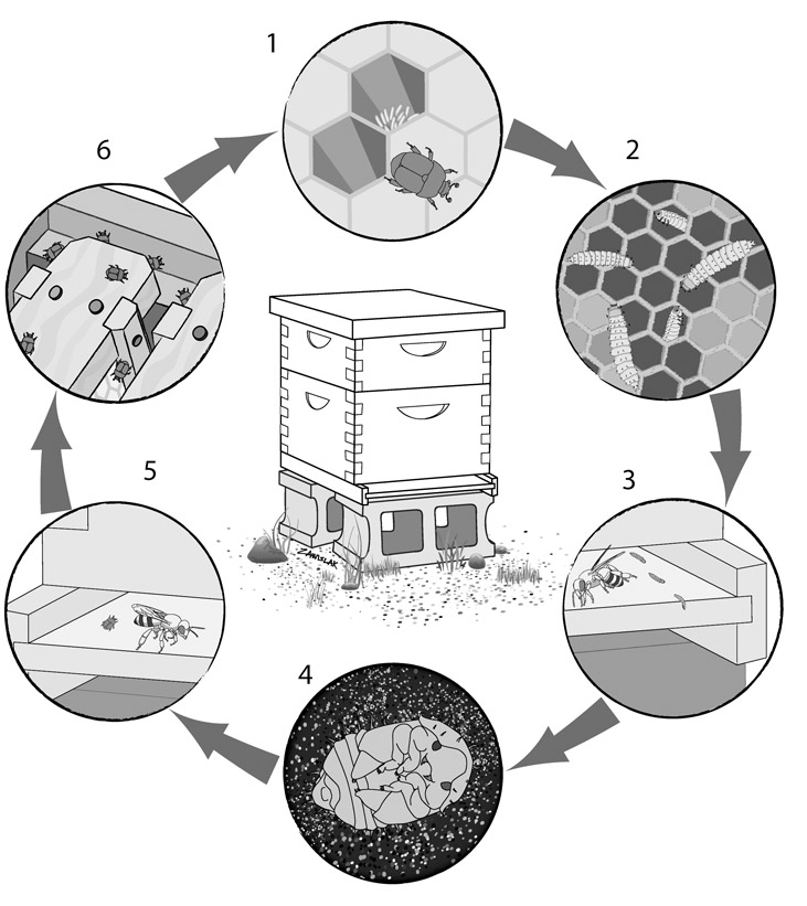 Small Hive Beetle Life Cycle (annotation in text)