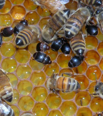 Small Hive Beetle adults mingling with Honey Bees on honeycomb. Their dark color makes them easy to spot on the yellow comb.