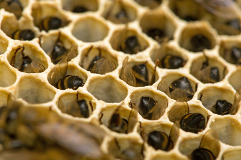 Starved bees found with their heads at the bottom of cells as if they were searching for food.