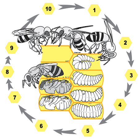 life cycle of the varroa mite (annotation in text)