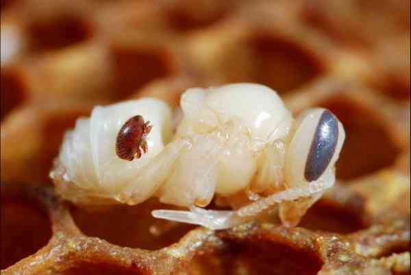 Verroa mite on the back of a bee pupa. The varroa mite is dark and large in proportion to the light cream bee pupa.