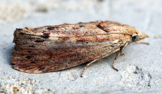 Greater Wax Moth, Galleria mellonella on rock. This moth is rusty reddish brown in color with it's wings tucked.