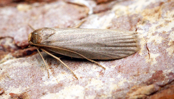 Lesser Wax Moth, Achroia grisella on rock. This moth is light cream in color with it's wings tucked in.