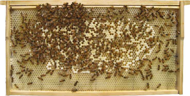 Poor Brood Pattern Honey Bee Health Guide